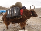 Yak loaded at intermediate camp for ABC