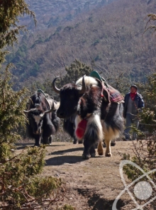 Yaks on the move