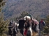 Yaks on the move